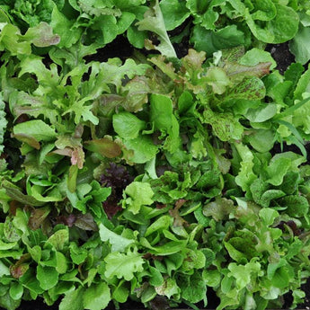 Wild Garden Lettuce Mix (Organic 40-60 Days) - Vegetables