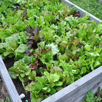 Wild Garden Lettuce Mix (Organic 40-60 Days) - Vegetables