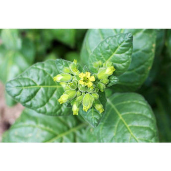 Nicotiana - Wild - Flowers