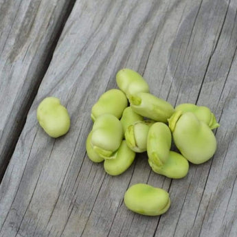 Windsor Fava Bean (75 days) - Vegetables