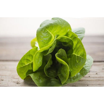 Winter Density Lettuce (28-54 Days) - Vegetables