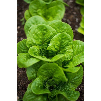 Winter Density Lettuce (28-54 Days) - Vegetables