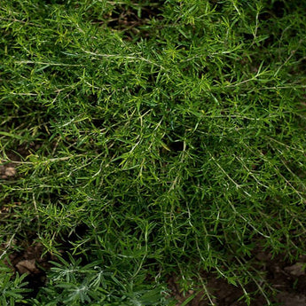 Winter Savory - Herbs