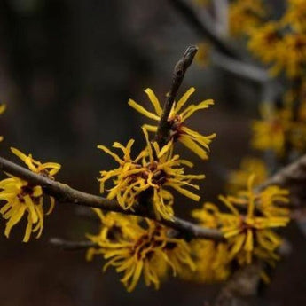 Witch Hazel