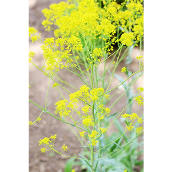 Woad - Herbs