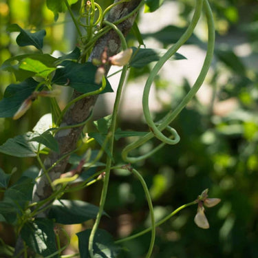 Yard Long Bean (heirloom 90 Days ) – Pinetree Garden Seeds