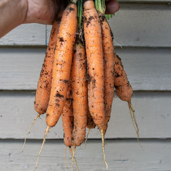 Yaya Carrot (F1 Hybrid 55 Days Organic) - Vegetables