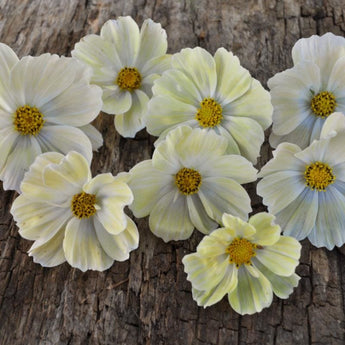 Yellow Cosmos - Flowers