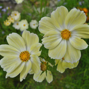 Yellow Cosmos - Flowers