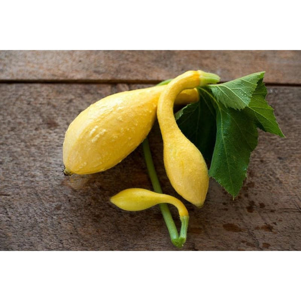 Early Prolific Straightneck Summer Squash 