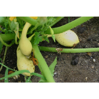 Yellow Crookneck Summer Squash (55-60 Days) - Vegetables