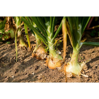 Yellow Sweet Spanish Onion (107 Days) - Vegetables