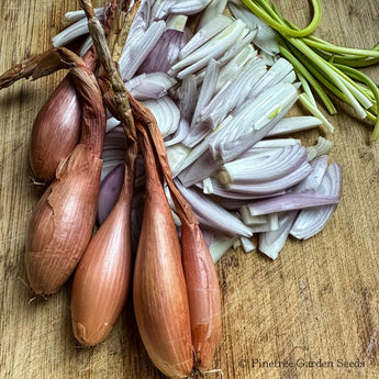 Zebrune Shallot (100 Days) - Vegetables