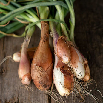 Zebrune Shallot (100 Days) - Vegetables