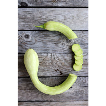 Zucchetta Tromboncino Summer Squash (Heirloom 60 Days) - Vegetables